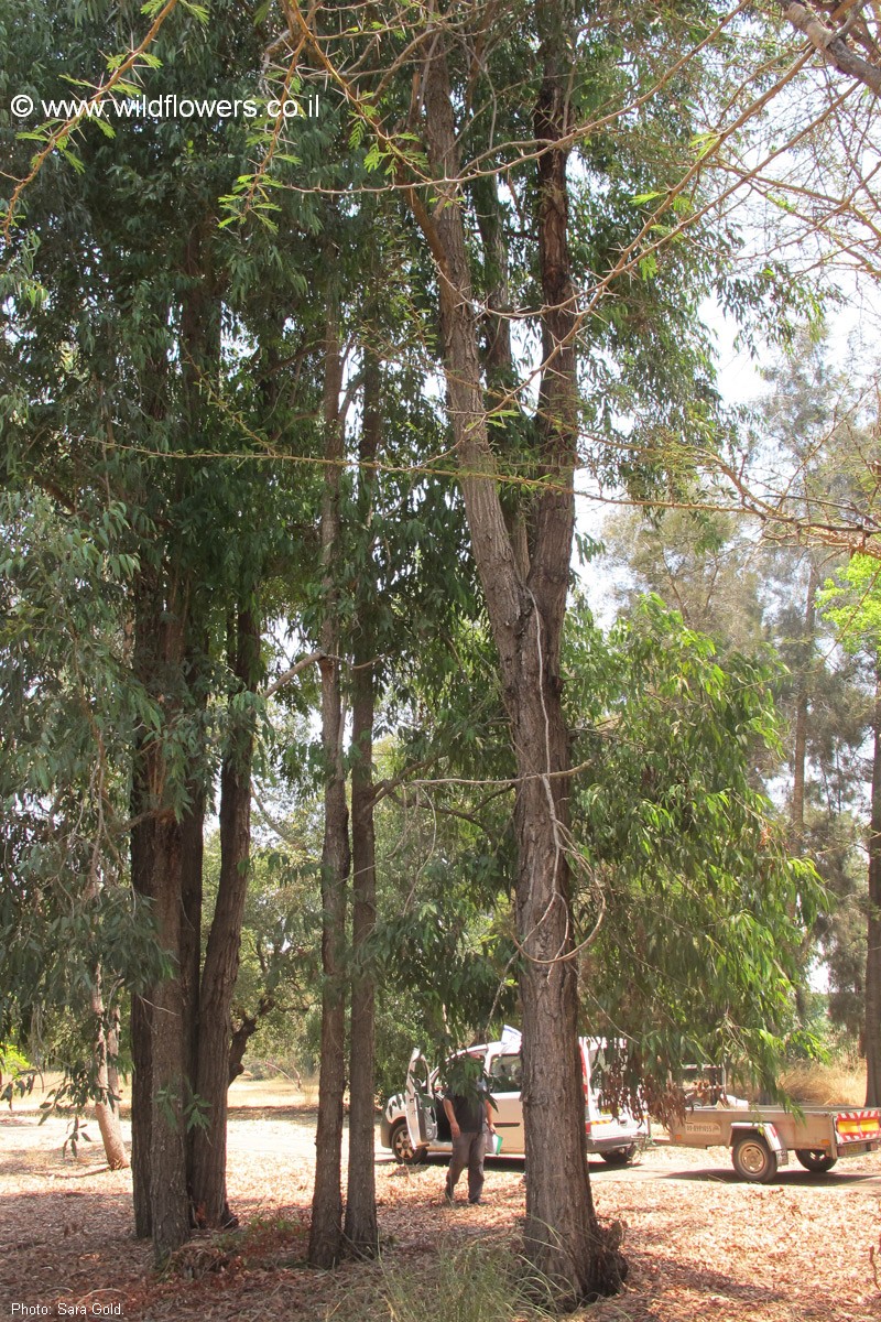 Eucalyptus paniculata